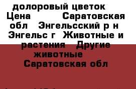 долоровый цветок / › Цена ­ 450 - Саратовская обл., Энгельсский р-н, Энгельс г. Животные и растения » Другие животные   . Саратовская обл.